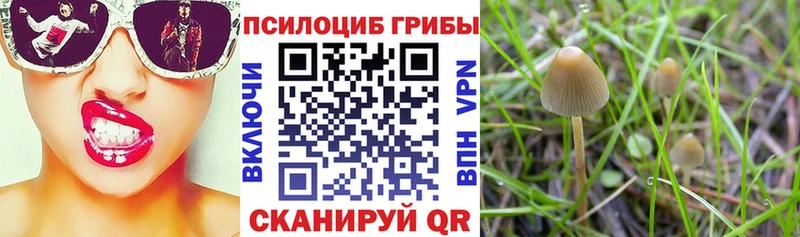 Купить закладки  Короча  Галлюциногенные грибы Magic Shrooms 